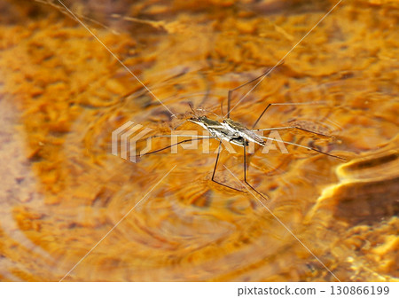風景與水黽 130866199
