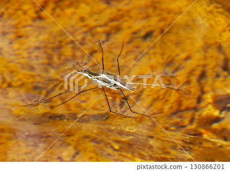 Landscape with water striders 130866201