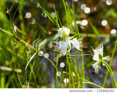 Landscape with egret flowers Landscape with egret flowers 130866202