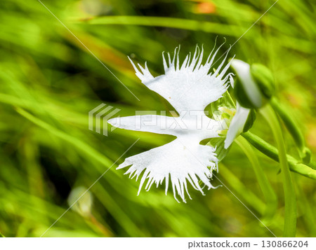 白鷺花風景 白鷺花風景 130866204
