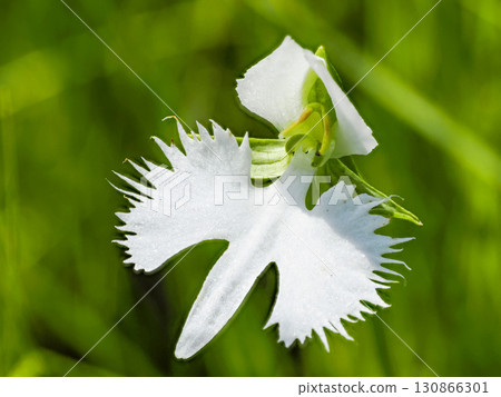 白鷺花風景 白鷺花風景 130866301