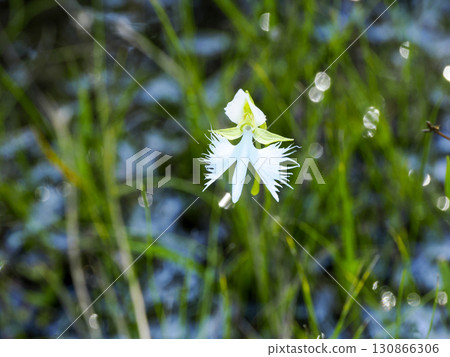 白鷺花風景 白鷺花風景 130866306