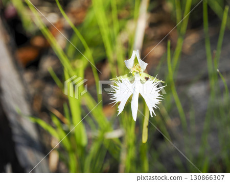 白鷺花風景 白鷺花風景 130866307