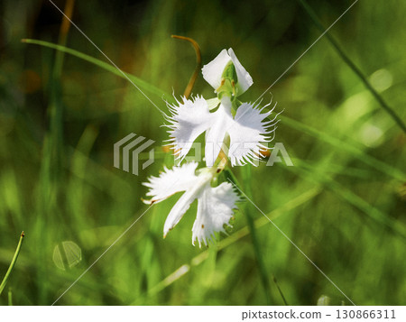 Landscape with egret flowers 130866311
