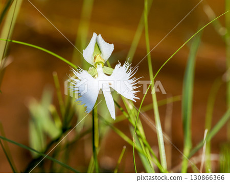 白鷺花風景 130866366
