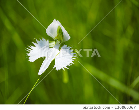 白鷺花風景 130866367