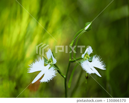 Landscape with egret flowers 130866370