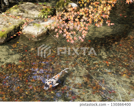 風景與鯉魚 130866400