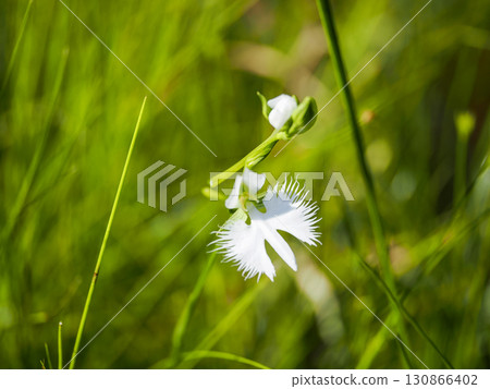 白鷺花風景 130866402
