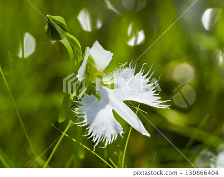 白鷺花風景 白鷺花風景 130866404