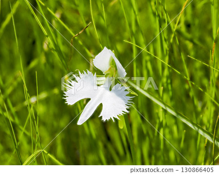 白鷺花風景 130866405