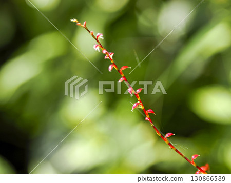 與水引的風景 與水引的風景 130866589