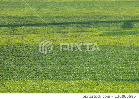 artificial green grass turf sport soccer field with black rubber granules infill artificial green grass turf sport soccer field with black rubber granules infill 130866680