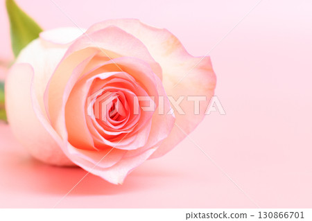 beautiful pastel rose flower on pink background, valentine day beautiful pastel rose flower on pink background, valentine day 130866701