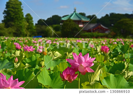 Ueno Shinobazu Pond Lotus Flowers and Bentendo Ueno Shinobazu Pond Lotus Flowers and Bentendo 130866910