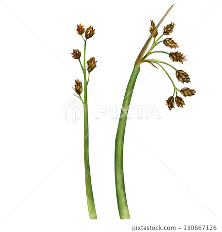Bulrush(lat. Scirpus) is a perennial aquatic plant of the Cyperaceae family. Watercolor illustration cane hand-drawn. Drawing for printing, postcards Bulrush(lat. Scirpus) is a perennial aquatic plant of the Cyperaceae family. Watercolor illustration cane hand-drawn. Drawing for printing, postcards 130867126