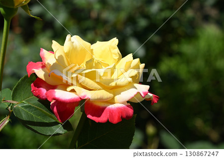 Glory rose Glory rose 130867247