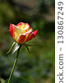 Glory rose 130867249