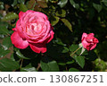 Torch/Rose 130867251