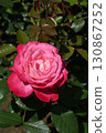 Torch/Rose 130867252