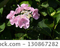 Hydrangea 130867282