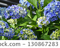 Hydrangea 130867283