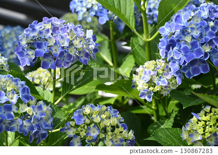 Hydrangea 130867283