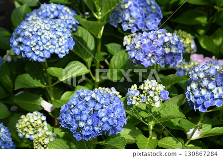 Hydrangea 130867284