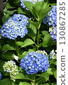 Hydrangea 130867285