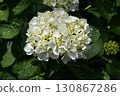 Hydrangea 130867286