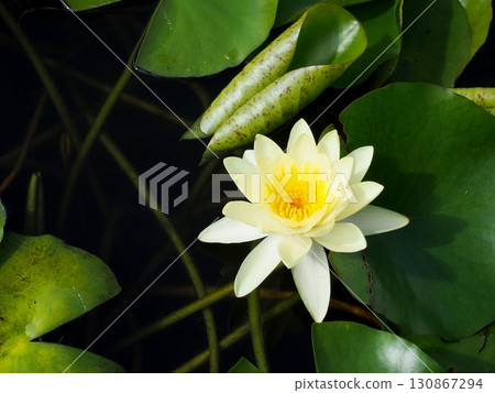 白浪百合花 白浪百合花 130867294