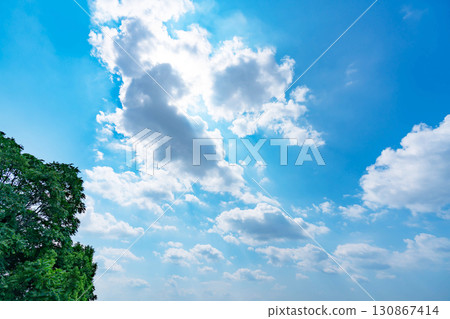 Blue sky, clouds and grove 130867414