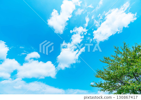 Blue sky, clouds and grove 130867417