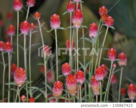 紅色的thunbert 紅色的thunbert 130867423
