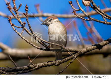適合分支的麻雀 130867482