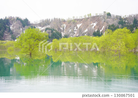 Submerged forest at Lake Shirakawa in Yamagata Prefecture 130867501