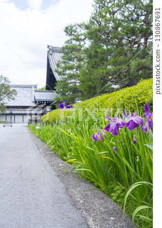 東福寺栗菖蒲 130867691
