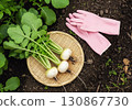 Cubs harvested 130867730