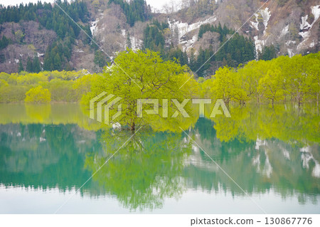 山形縣白河湖的水下森林 130867776