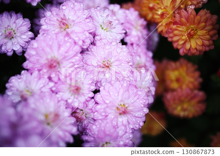 被雨水打濕的美麗菊花 130867873