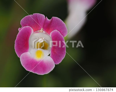 Periwinkle 130867874