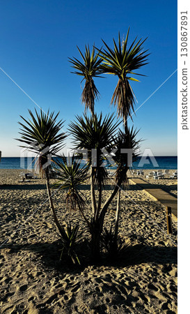 trees on the coast. High quality photo trees on the coast. High quality photo 130867891