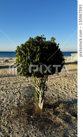 trees on the coast. High quality photo 130867893