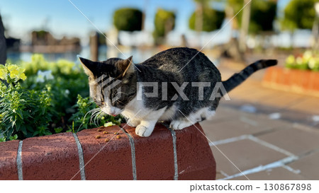 street cat walking. High quality photo 130867898