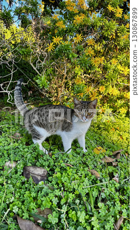street cat walking. High quality photo 130867899