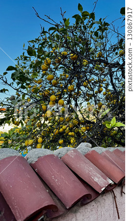 lemon tree garden fruits vitamins. High quality photo 130867917