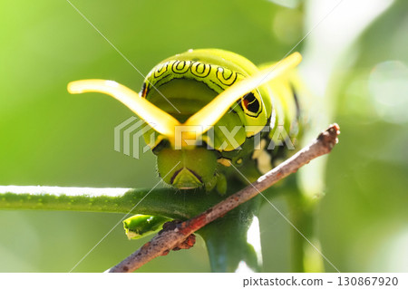 一隻燕尾蝶幼蟲（五齡）露出它的臭角來恐嚇捕食者 130867920