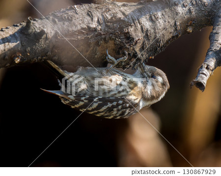 棲息在樹枝上的日本侏儒啄木鳥 130867929