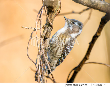 棲息在樹枝上的日本侏儒啄木鳥 棲息在樹枝上的日本侏儒啄木鳥 130868130