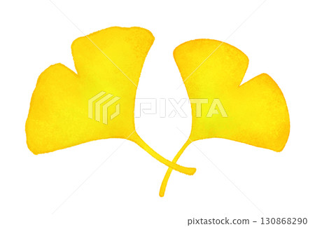 Ginkgo leaf illustration Ginkgo leaf illustration 130868290